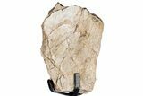 Fossil Sauropod Limb Bone Section with Metal Stand - Colorado #350618-1